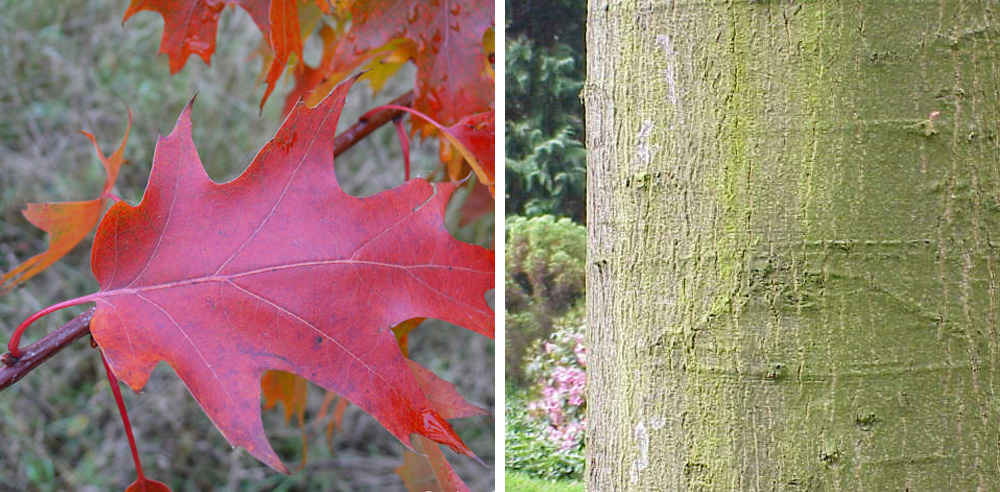 Jesienny liść i kora na pniu dębu czerwonego