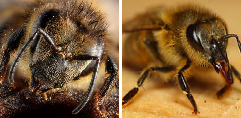 Budowa pszczoły miodnej - głowa, oczy, czułki i narząd gębowy