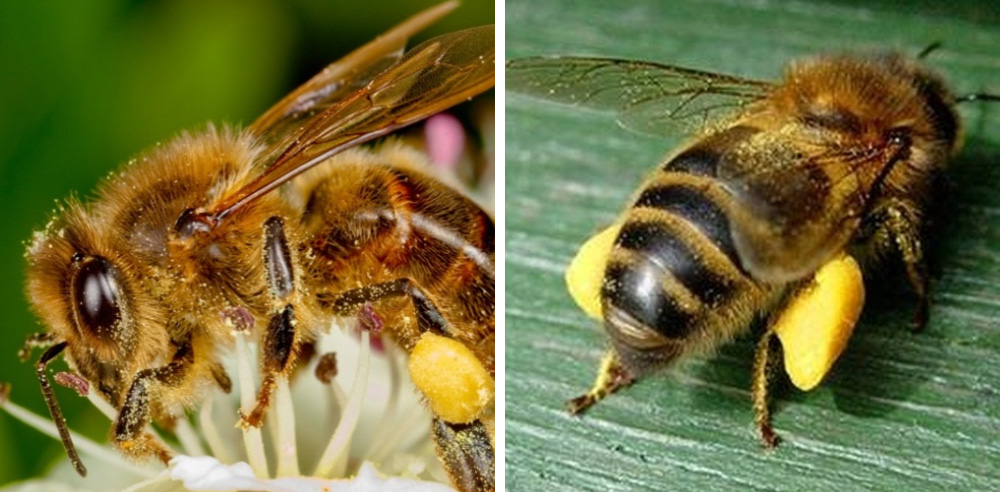 Budowa pszczoły miodnej - tułów ze skrzydłami i nogami (na ostatnich nogach żółte koszyczki)
