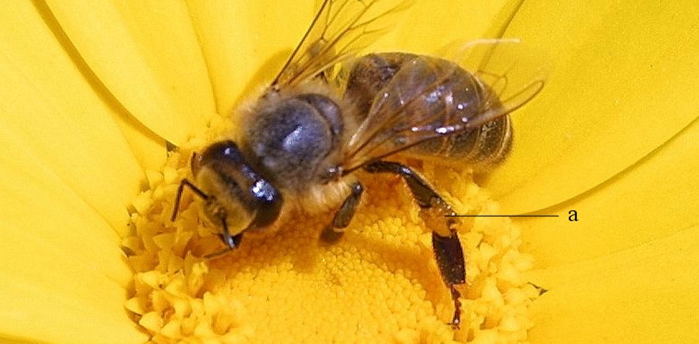 szczoła zbierająca pyłek (a – koszyczek z pyłkiem)