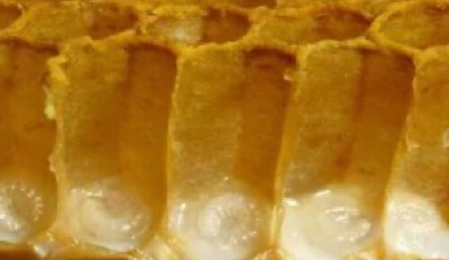 II ETAP: Młode larwy pszczele pływające w mleczk